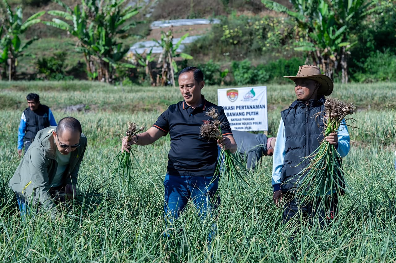 Satgas Pangan Polri Perkuat Swasembada Bawang Putih, Lahan Tanam Di Sembalun Capai 534 Hektare